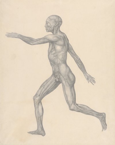 A Comparative Anatomical Exposition of the Structure of the Human Body with that of a Tiger and a Cow by George Stubbs